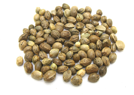 火麻油的功效與作用 主要是這三點(diǎn) 火麻油的功效與作用 主要是這三點(diǎn)