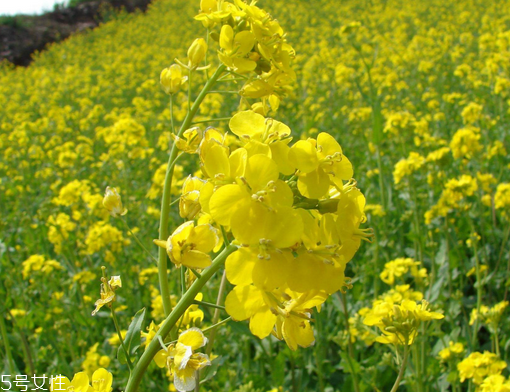 菜籽油是一級好還是四級好 級別越高越好 菜籽油是一級好還是四級好 級別越高越好