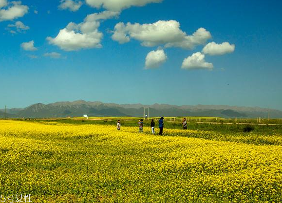 菜籽油是一級好還是四級好 級別越高越好 菜籽油是一級好還是四級好 級別越高越好