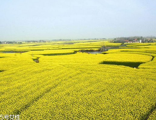 菜籽油是酸性還是堿性 弱酸性的菜籽油 菜籽油是酸性還是堿性 弱酸性的菜籽油
