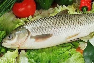 草魚是發(fā)物嗎 魚類都是發(fā)物 草魚是發(fā)物嗎 魚類都是發(fā)物