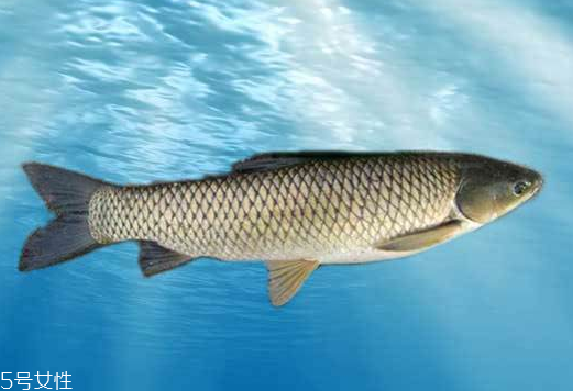 草魚是發(fā)物嗎 魚類都是發(fā)物 草魚是發(fā)物嗎 魚類都是發(fā)物