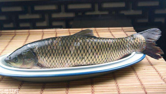 草魚是發(fā)物嗎 魚類都是發(fā)物 草魚是發(fā)物嗎 魚類都是發(fā)物