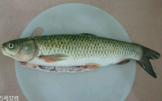 草魚是發(fā)物嗎 魚類都是發(fā)物 草魚是發(fā)物嗎 魚類都是發(fā)物