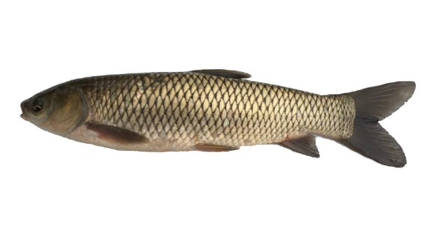 草魚(yú)是淡水魚(yú)嗎 典型的淡水魚(yú) 草魚(yú)是淡水魚(yú)嗎 典型的淡水魚(yú)