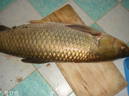 草魚(yú)能做生魚(yú)片嗎 絕對(duì)不要這樣做