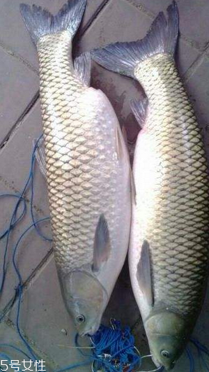 草魚(yú)能做生魚(yú)片嗎 絕對(duì)不要這樣做