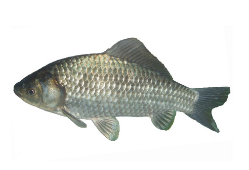 鯽魚能清蒸嗎 清蒸也是一種美味 鯽魚能清蒸嗎 清蒸也是一種美味