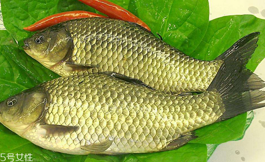 鯽魚能清蒸嗎 清蒸也是一種美味 鯽魚能清蒸嗎 清蒸也是一種美味