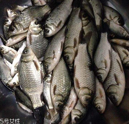 鯽魚(yú)是發(fā)物嗎 屬于發(fā)物