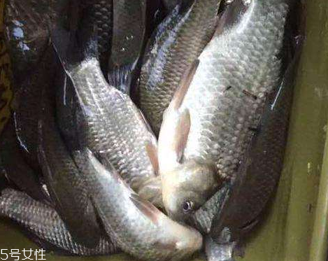 鯽魚(yú)是發(fā)物嗎 屬于發(fā)物