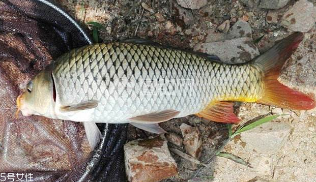 鯉魚(yú)為什么要抽筋 為了減少腥味