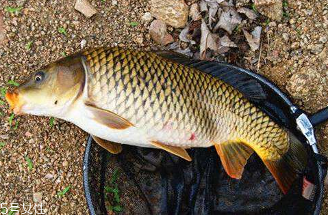 鯉魚(yú)為什么要抽筋 為了減少腥味