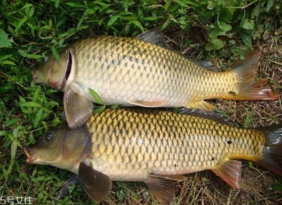 鯉魚(yú)為什么要抽筋 為了減少腥味