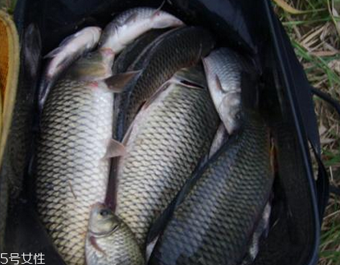 鯉魚肉是紅色的正常嗎 這個不一定 鯉魚肉是紅色的正常嗎 這個不一定