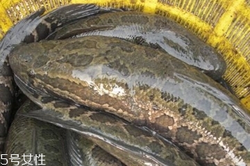 黑魚頭能吃嗎 可以燉湯 黑魚頭能吃嗎 可以燉湯