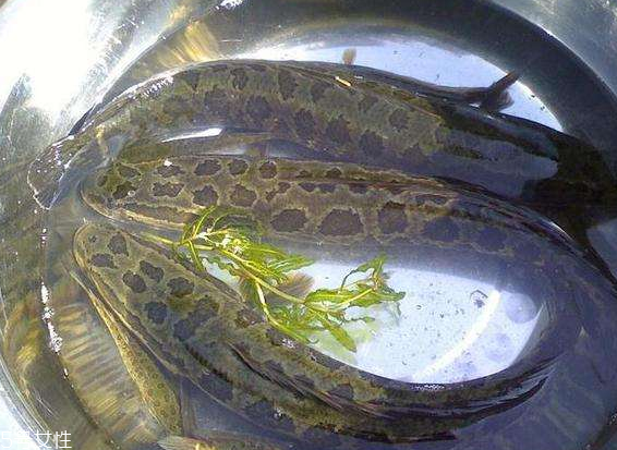 黑魚頭能吃嗎 可以燉湯 黑魚頭能吃嗎 可以燉湯