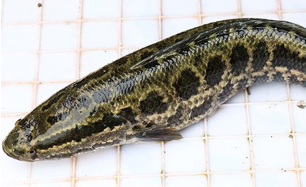 黑魚頭能吃嗎 可以燉湯 黑魚頭能吃嗎 可以燉湯