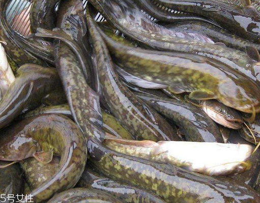 鯰魚(yú)是吃什么長(zhǎng)大的 肉食性魚(yú)類(lèi)