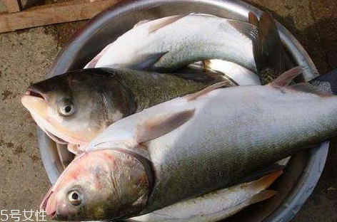 鰱魚和草魚哪個(gè)刺少 鰱魚小刺多 鰱魚和草魚哪個(gè)刺少 鰱魚小刺多