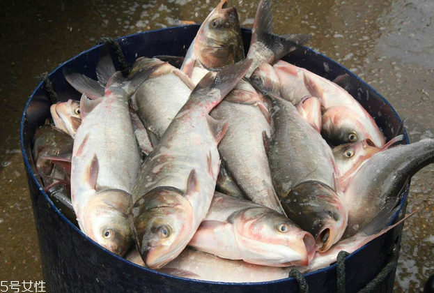 鰱魚和草魚哪個(gè)刺少 鰱魚小刺多 鰱魚和草魚哪個(gè)刺少 鰱魚小刺多