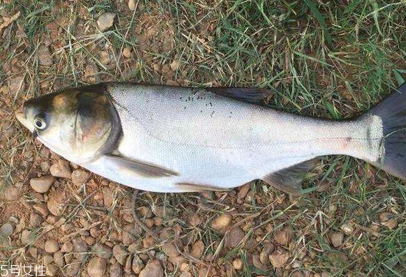 鰱魚和草魚哪個(gè)刺少 鰱魚小刺多 鰱魚和草魚哪個(gè)刺少 鰱魚小刺多