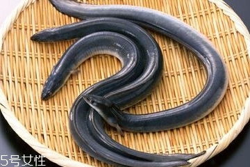 鰻魚孕婦能吃嗎 吃了好處多多 鰻魚孕婦能吃嗎 吃了好處多多