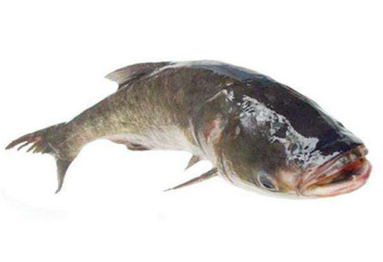 胖頭魚晚上可以釣嗎 這兩個(gè)時(shí)間段最好 胖頭魚晚上可以釣嗎 這兩個(gè)時(shí)間段最好