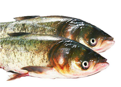 胖頭魚晚上可以釣嗎 這兩個(gè)時(shí)間段最好 胖頭魚晚上可以釣嗎 這兩個(gè)時(shí)間段最好