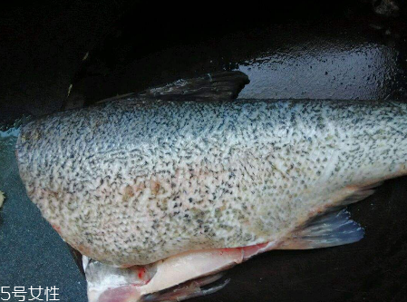 胖頭魚有魚子嗎 肯定是有的 胖頭魚有魚子嗎 肯定是有的