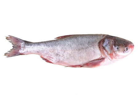 胖頭魚有魚子嗎 肯定是有的 胖頭魚有魚子嗎 肯定是有的