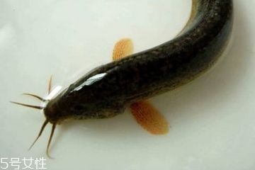 泥鰍是大的好還是小的好 大小都有營養(yǎng) 泥鰍是大的好還是小的好 大小都有營養(yǎng)