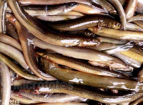 泥鰍是大的好還是小的好 大小都有營養(yǎng) 泥鰍是大的好還是小的好 大小都有營養(yǎng)