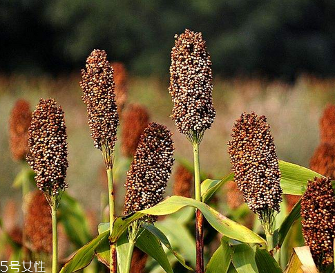 高粱酒是什么香型 特殊香型 高粱酒是什么香型 特殊香型