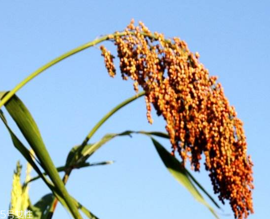 高粱酒是什么香型 特殊香型 高粱酒是什么香型 特殊香型