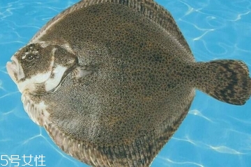 多寶魚怎么殺 用對方法很重要 多寶魚怎么殺 用對方法很重要