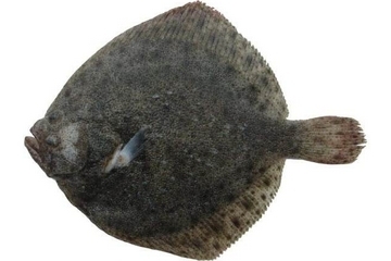 多寶魚營養(yǎng)價值 超豐富的營養(yǎng)價值 多寶魚營養(yǎng)價值 超豐富的營養(yǎng)價值