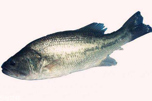 鱸魚為什么那么貴 因?yàn)闋I(yíng)養(yǎng)價(jià)值高 鱸魚為什么那么貴 因?yàn)闋I(yíng)養(yǎng)價(jià)值高