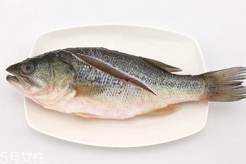 鱸魚可以做湯嗎 做湯很鮮美 鱸魚可以做湯嗎 做湯很鮮美