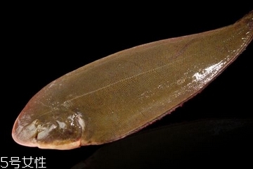 龍利魚(yú)為什么不能吃 新鮮才好吃 龍利魚(yú)為什么不能吃 新鮮才好吃