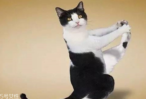 深蹲后如何拉伸 深蹲后拉伸運(yùn)動(dòng)圖解 深蹲后如何拉伸 深蹲后拉伸運(yùn)動(dòng)圖解