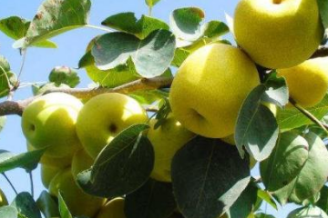 喉嚨痛該怎么辦 幫你快速治療 喉嚨痛該怎么辦 幫你快速治療