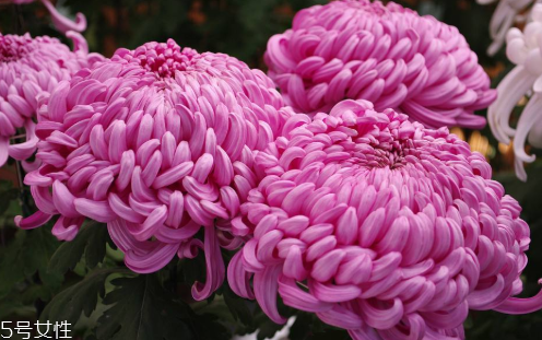 肛門脫毛到底好不好 脫掉更衛(wèi)生健康 肛門脫毛到底好不好 脫掉更衛(wèi)生健康