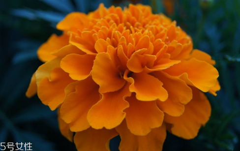 肛周脫毛的正確方法 激光脫毛是最安全選擇 肛周脫毛的正確方法 激光脫毛是最安全選擇