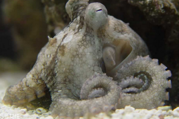 章魚為什么切了還會動 神奇的章魚