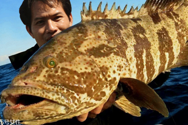 石斑魚清蒸幾分鐘 6到8分鐘最好 石斑魚清蒸幾分鐘 6到8分鐘最好