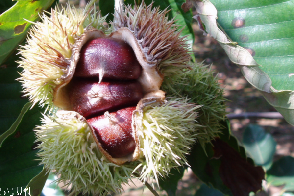 板栗可以和胡蘿卜一起吃嗎 這個可以搭配 板栗可以和胡蘿卜一起吃嗎 這個可以搭配