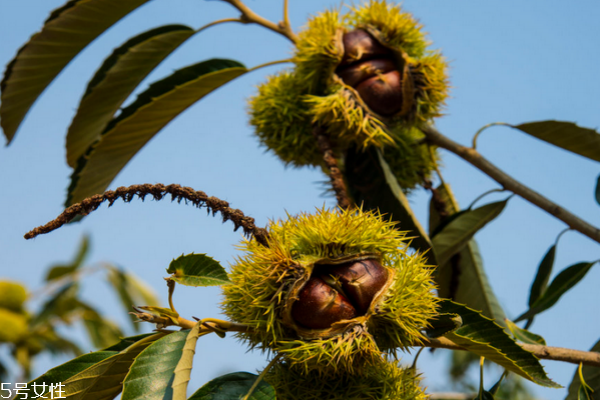 板栗可以和胡蘿卜一起吃嗎 這個可以搭配 板栗可以和胡蘿卜一起吃嗎 這個可以搭配