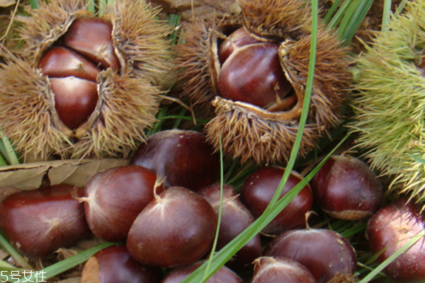 板栗做什么菜好吃 選擇很多 板栗做什么菜好吃 選擇很多