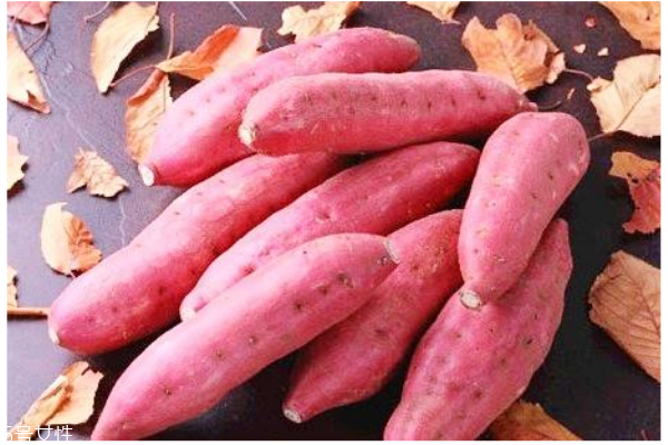 秋季養(yǎng)生薯類(lèi)選擇是王道 營(yíng)養(yǎng)健康一級(jí)棒 秋季養(yǎng)生薯類(lèi)選擇是王道 營(yíng)養(yǎng)健康一級(jí)棒